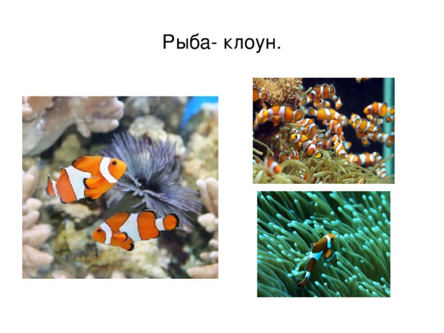 Рыба- клоун. 