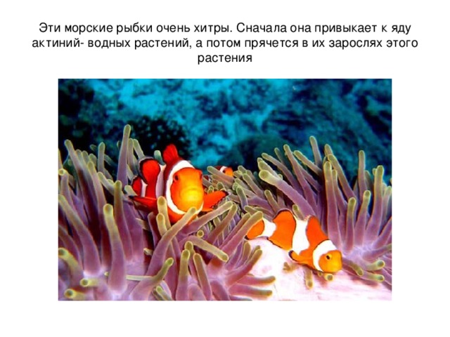 Эти морские рыбки очень хитры. Сначала она привыкает к яду актиний- водных растений, а потом прячется в их зарослях этого растения 