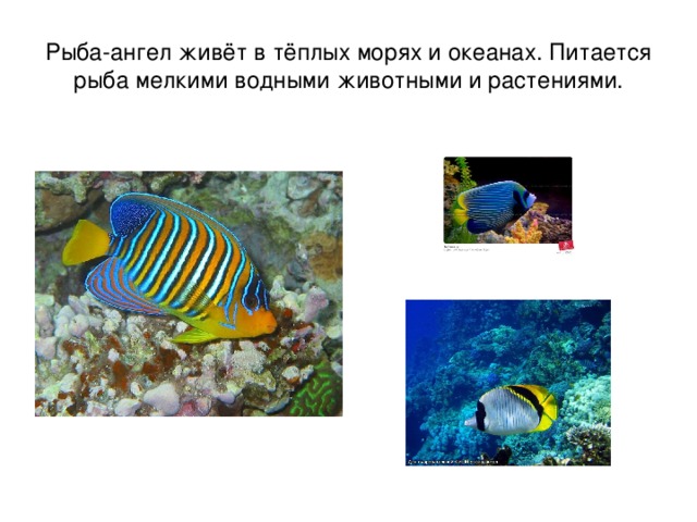 Рыба-ангел живёт в тёплых морях и океанах. Питается рыба мелкими водными животными и растениями. 