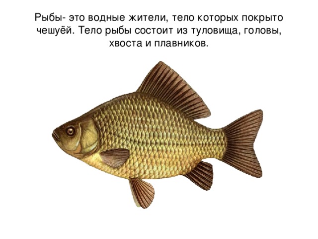 Рыбы- это водные жители, тело которых покрыто чешуёй. Тело рыбы состоит из туловища, головы, хвоста и плавников. 