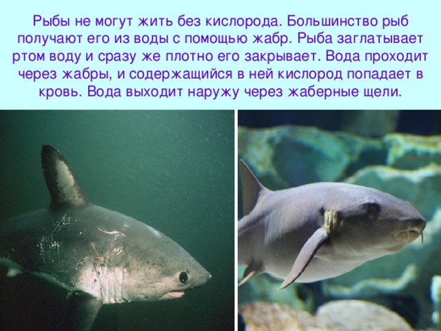 Рыбы не могут жить без кислорода. Большинство рыб получают его из воды с помощью жабр. Рыба заглатывает ртом воду и сразу же плотно его закрывает. Вода проходит через жабры, и содержащийся в ней кислород попадает в кровь. Вода выходит наружу через жаберные щели. 
