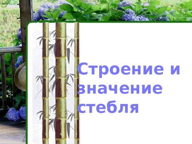 Строение и значение стебля 