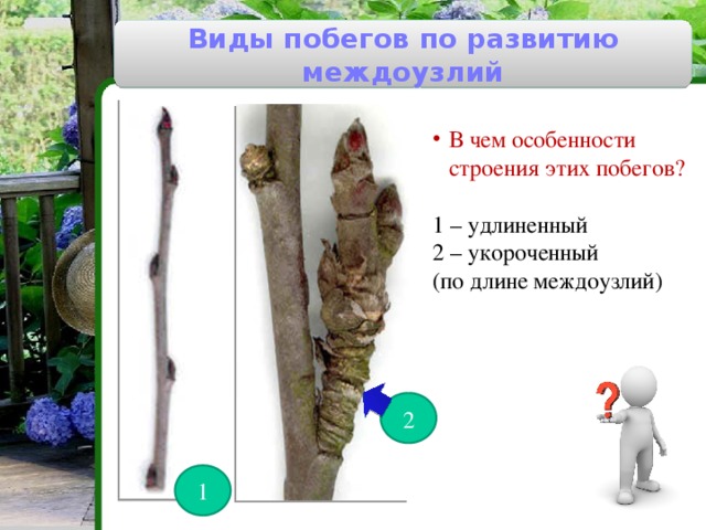 Виды побегов по развитию междоузлий В чем особенности строения этих побегов? 1 – удлиненный 2 – укороченный (по длине междоузлий) 2 1 