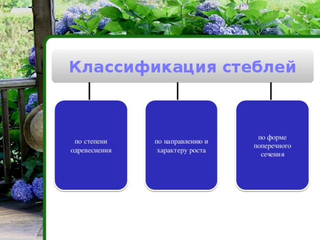 Классификация стеблей по степени одревеснения по направлению и характеру роста по форме поперечного сечения 