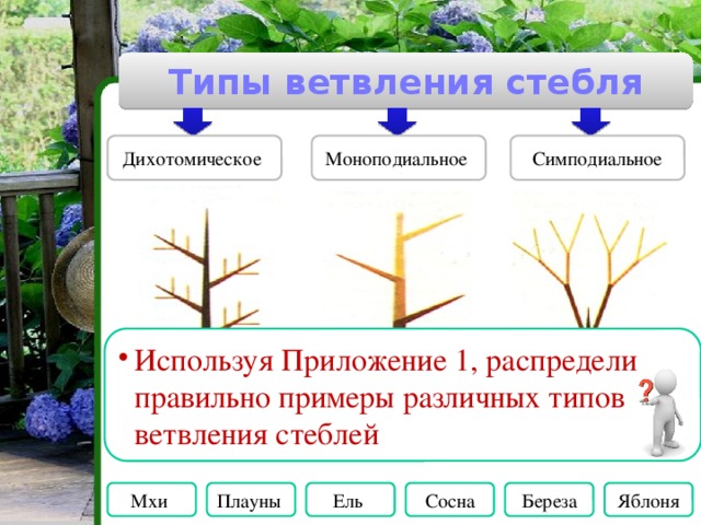 Виды стеблей по степени одревеснения Травянистые Деревянистые 