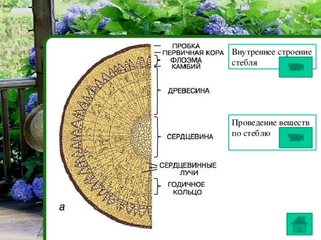 Стебель таблица биология 6 класс: найдено 89 картинок
