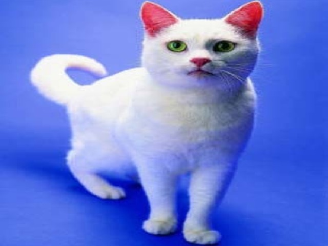 Внешнее строение кошки. 
