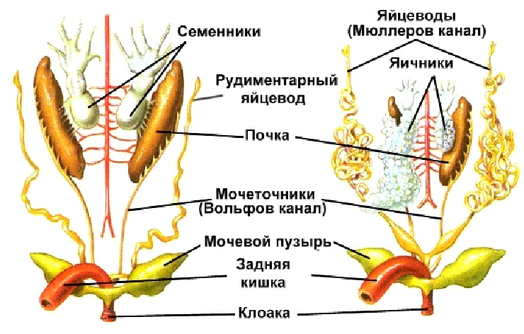 Презентация эволюция половой системы животных