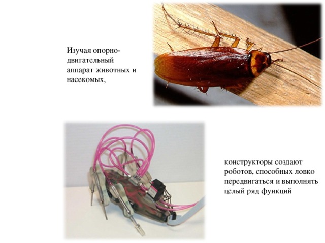 Изучая опорно-двигательный аппарат животных и насекомых, конструкторы создают роботов, способных ловко передвигаться и выполнять целый ряд функций 