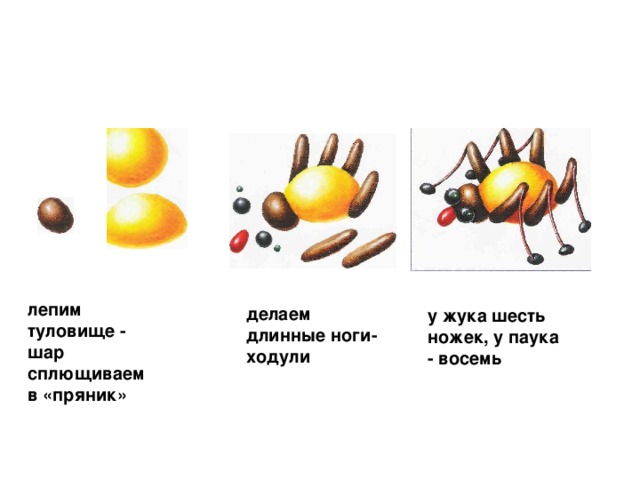 лепим туловище - шар сплющиваем в «пряник» делаем длинные ноги-ходули  у жука шесть ножек, у паука - восемь