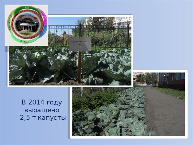 В 2014 году выращено 2,5 т капусты 
