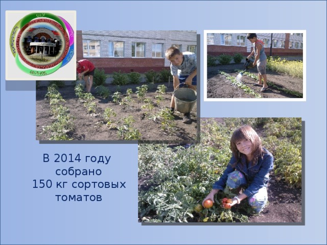 В 2014 году собрано 150 кг сортовых томатов 