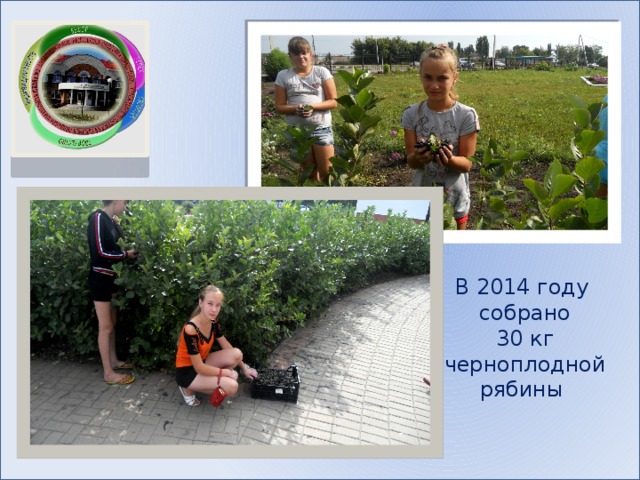 В 2014 году собрано 30 кг черноплодной рябины 