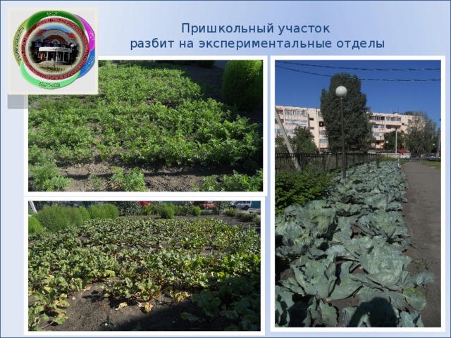 Пришкольный участок  разбит на экспериментальные отделы   