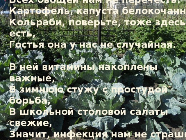 Всех овощей нам не перечесть!  Картофель, капуста белокочанная,  Кольраби, поверьте, тоже здесь есть,  Гостья она у нас не случайная.   В ней витамины накоплены важные,  В зимнюю стужу с простудой борьба,  В школьной столовой салаты свежие,  Значит, инфекция нам не страшна!   