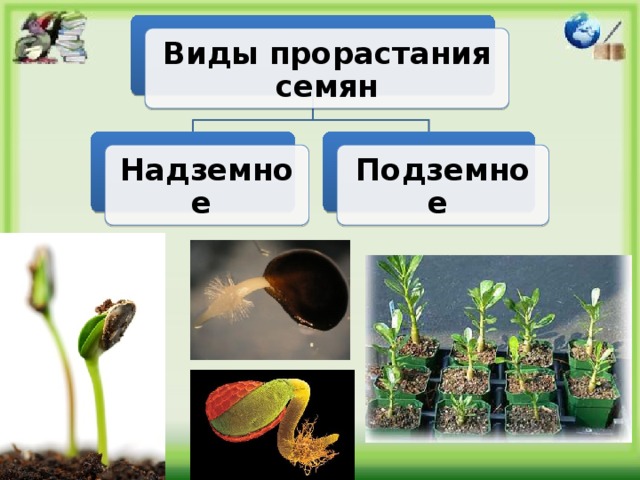 Надземное и подземное прорастание семян схема