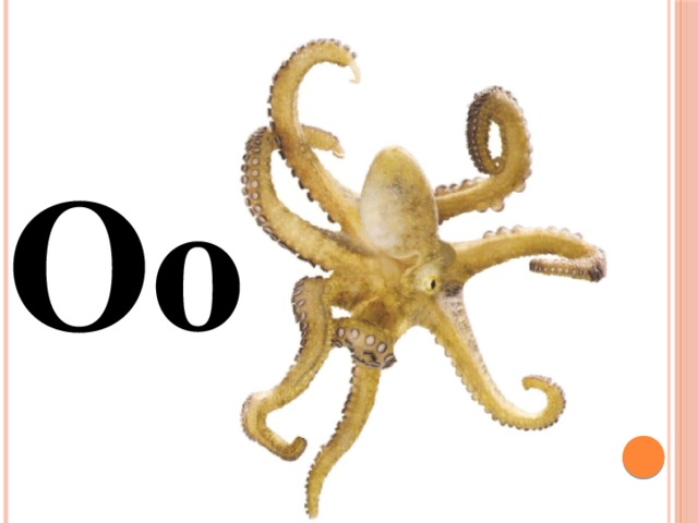 Oo 