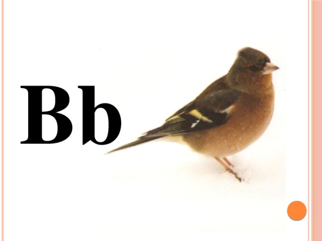Bb 