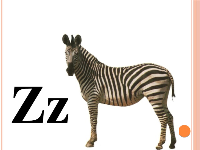 Zz 