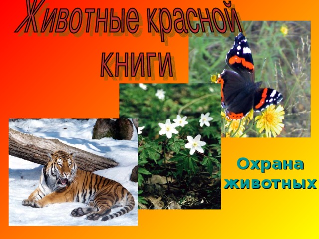 Охрана животных 