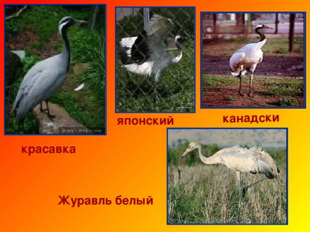 Журавль черный Журавль серый Журавль даурский 