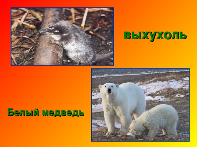 канадский японский красавка Журавль белый 
