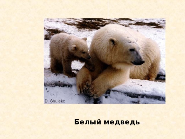 Владыка Арктики с о ? б о л ь Пингвин Белый медведь Морж Тюлень Песец 