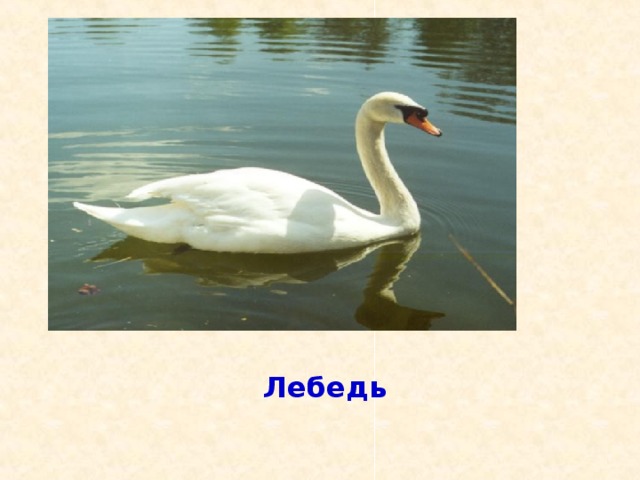 Эта большая птица служит символом красоты и любви, чистоты и нежности с о б б ж о у е л ? р л а ы Ь й в л м ь е д в е д ь Кукушка Лебедь Ястреб Клёст Дятел 