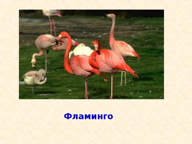 Детёныши этих птиц рождаются с длинными толстыми ногами, и прямым красным клювом и ходят два года в сером оперении, а затем одеваются в розовый наряд с о б ж б о е у ? л л л т р ы е ь а и й б г в е л р д м ь е ь д в е д ь Лебедь Фламинго Гусь Кукушка Журавль 