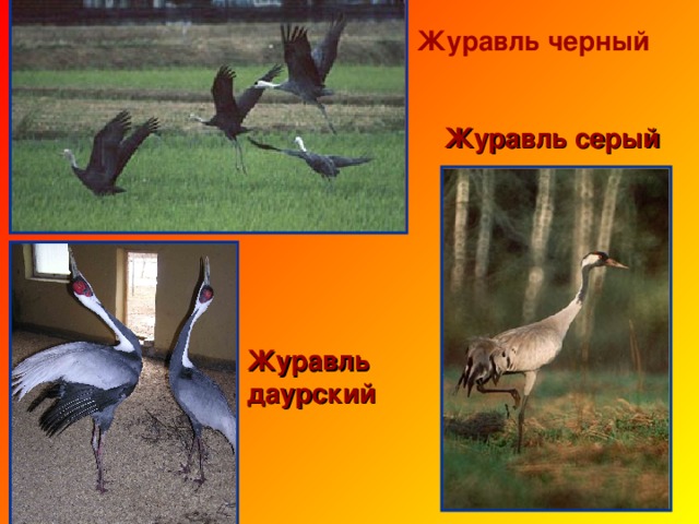 Животные Красной книги - Отгадайте загадку: Есть на речках лесорубы В серебристо-бурых шубах. Из деревьев, веток, глины Строят прочные плотины. Есть на речках лесорубы В серебристо-бурых шубах. Из деревьев, веток, глины Строят прочные плотины. 