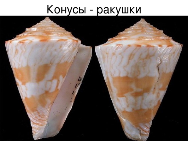 Конусы - ракушки