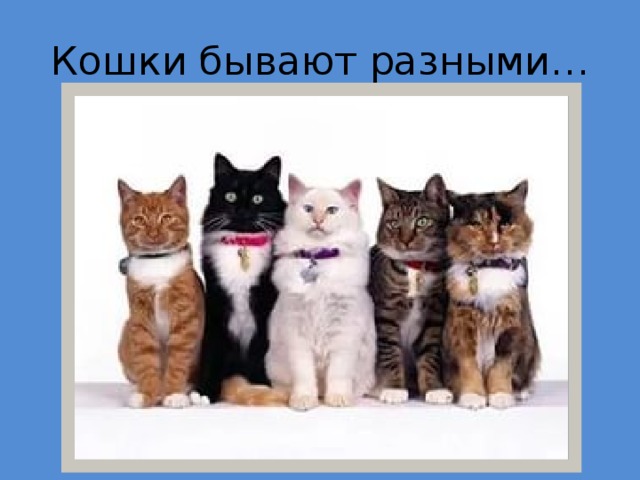 Кошки бывают разными… 