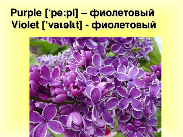 Purple [‘p ә :pl] – фиолетовый   Violet [‘va ι ә l ι t] - фиолетовый