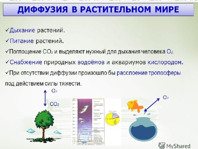 Презентация "Исследовательская работа: Всемогущая диффузия" (7 класс)