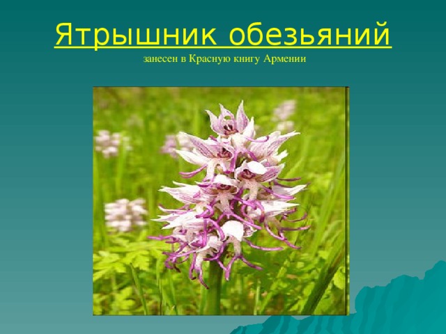 Растение ятрышник занесен в красную книгу. Ятрышник занесен в красную книгу. Ятрышник Обезьяний красная книга. Красная книга Армении. Красная книга Армении растения.