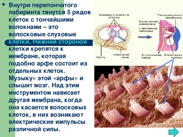 Стенки перепончатой улитки