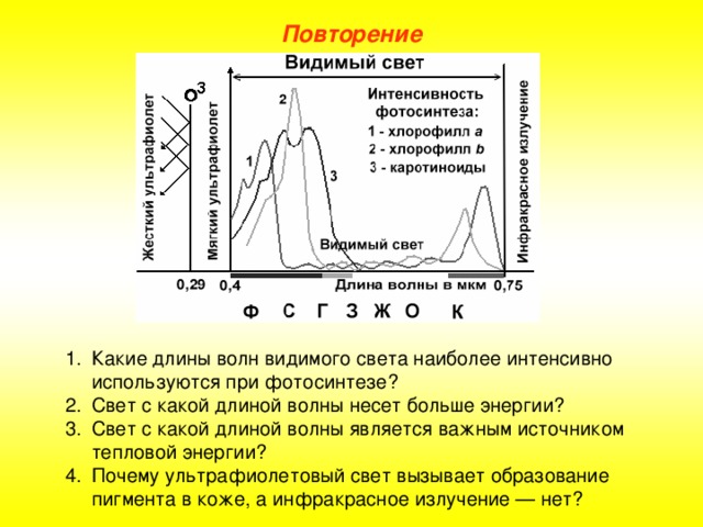Повторение Какие длины волн видимого света наиболее интенсивно используются при фотосинтезе? Свет с какой длиной волны несет больше энергии? Свет с какой длиной волны является важным источником тепловой энергии? Почему ультрафиолетовый свет вызывает образование пигмента в коже, а инфракрасное излучение — нет?  