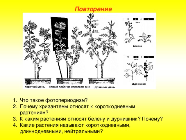 Повторение Что такое фотопериодизм? Почему хризантемы относят к короткодневным растениям? К каким растениям относят белену и дурнишник? Почему? Какие растения называют короткодневными, длиннодневными, нейтральными?  