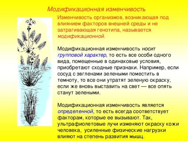 Модификационная  изменчивость Изменчивость организмов, возникающая под влиянием факторов внешней среды и не затрагивающая генотипа, называется модификационной . Модификационная изменчивость носит групповой характер , то есть все особи одного вида, помещенные в одинаковые условия, приобретают сходные признаки. Например, если сосуд с эвгленами зелеными поместить в темноту, то все они утратят зеленую окраску, если же вновь выставить на свет — все опять станут зелеными. Модификационная изменчивость является определенной , то есть всегда соответствует факторам, которые ее вызывают. Так, ультрафиолетовые лучи изменяют окраску кожи человека, усиленные физические нагрузки влияют на степень развития мышц.  