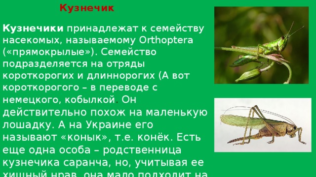 Презентация для дошкольников кузнечик