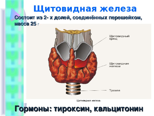 Щитовидная железа Состоит из 2- х долей, соединённых перешейком, масса 25 г Гормоны: тироксин, кальцитонин 