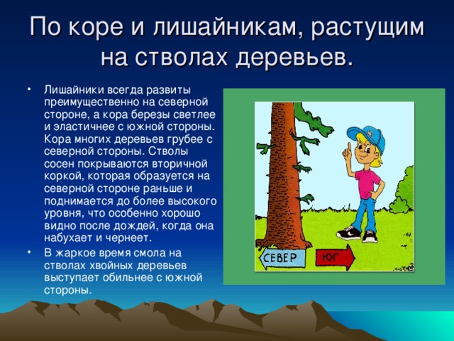 По коре и лишайникам, растущим на стволах деревьев. Лишайники всегда развиты преимущественно на северной стороне, а кора березы светлее и эластичнее с южной стороны. Кора многих деревьев грубее с северной стороны. Стволы сосен покрываются вторичной коркой, которая образуется на северной стороне раньше и поднимается до более высокого уровня, что особенно хорошо видно после дождей, когда она набухает и чернеет. В жаркое время смола на стволах хвойных деревьев выступает обильнее с южной стороны. 