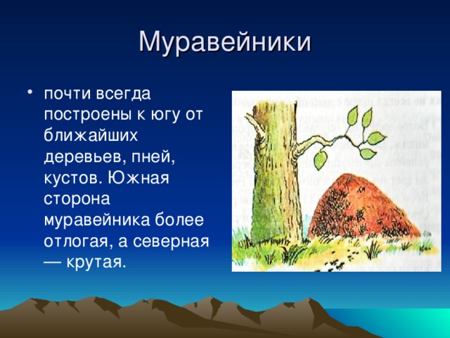 Муравейники почти всегда построены к югу от ближайших деревьев, пней, кустов. Южная сторона муравейника более отлогая, а северная — крутая. 