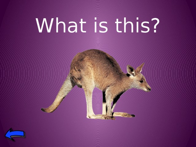 What is this? 