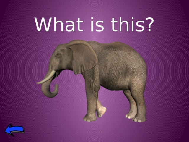 What is this? 