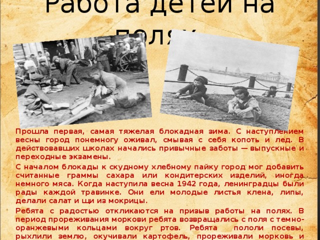 Работа детей на полях   Прошла первая, самая тяжелая блокадная зима. С наступлением весны город понемногу оживал, смывая с себя копоть и лед. В действовавших школах начались привычные заботы — выпускные и переходные экзамены. С началом блокады к скудному хлебному пайку город мог добавить считанные граммы сахара или кондитерских изделий, иногда немного мяса. Когда наступила весна 1942 года, ленинградцы были рады каждой травинке. Они ели молодые листья клена, липы, делали салат и щи из мокрицы.  Ребята с радостью откликаются на призыв работы на полях. В период прореживания моркови ребята возвращались с поля с темно-оранжевыми кольцами вокруг ртов. Ребята пололи посевы, рыхлили землю, окучивали картофель, прореживали морковь и свеклу, вносили минеральные удобрения. Вскоре у них появились свои любимые овощи, за которыми они с большим удовольствием ухаживали. После шестичасовой работы лагерь встречал учащихся горячим супом и цветной капустой под белым соусом, но, увы, холодными спальнями. Однако никто не унывал.   