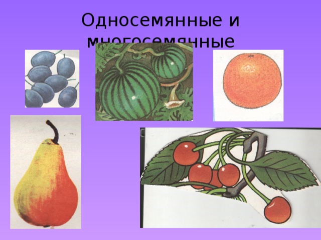 Укажите рисунок на котором изображен сухой многосемянной