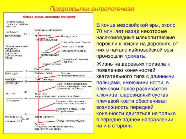 Предпосылки антропогенеза В конце мезозойской эры, около 70 млн. лет назад некоторые насекомоядные млекопитающие перешли к жизни на деревьях, от них в начале кайнозойской эры произошли приматы . Жизнь на деревьях привела к появлению конечностей хватательного типа с длинными пальцами, имеющими ногти, в плечевом поясе развивается ключица, шаровидный сустав плечевой кости обеспечивал возможность передней конечности двигаться не только в передне-заднем направлении, но и в стороны.