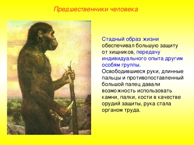 Предшественники человека Стадный образ жизни обеспечивал большую защиту от хищников, передачу индивидуального опыта другим особям группы. Освободившиеся руки, длинные пальцы и противопоставленный большой палец давали возможность использовать камни, палки, кости в качестве орудий защиты, рука стала органом труда.