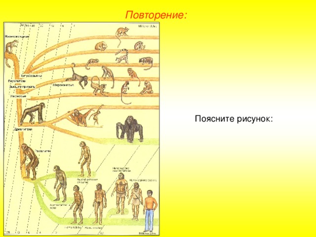 Повторение: Поясните рисунок: